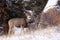 Mule deer doe looking for food