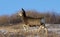 Mule deer doe on the move