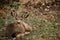 Mule deer doe resting in grass