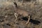 Mule deer doe running