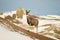 Mule Deer Doe in the Snow in Badlands National Park