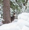 Mule Deer Doe in the Snowy Forest behind a Tree.