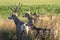 Mule deer family