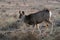 Mule deer fawn