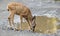 Mule Deer Fawn drinking from puddle