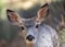 A mule deer fawn looking into the camera close up