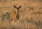 Mule Deer Fawn in a Meadow During Morning Light