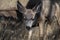 Mule Deer Fawn in the Prairie Grass