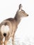 Mule Deer Fawn in the Snow - Head Profile