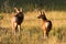 Mule Deer Fawns