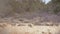 Mule deer feed in a field of winter brown grass