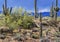 Mule Deer Feeding in The peaceful Sonoran Desert