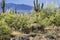 Mule Deer Feeding in The peaceful Sonoran Desert