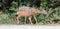 Mule deer female doe with baby fawn in Rocky Mountains in western USA