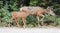 Mule deer female doe with baby fawn in western USA