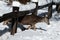 Mule deer goes under a fence in the snow