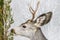 Mule deer grabs a snack, Waterton Lakes National Park, Alberta, Canada