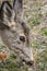 Mule deer grazing, Banff National Park, Alberta, Canada