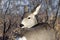 mule deer head shot