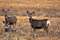 Mule Deer Herd