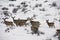 Mule deer herd in deep snow