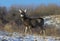 Mule deer on high alert