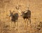 Mule Deer hopes hopes for good luck as he trails female muley ting season