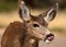 Mule Deer Licking Lips