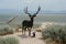 Mule Deer Monument - Antelope Island State Park