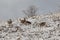 Mule deer on the mountainside in winter