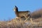 Mule deer on the move