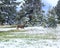 Mule deer in Mueller park