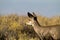 Mule Deer, Odocoileus hemionus