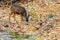 Mule Deer Odocoileus hemionus in Zion National Park