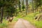 Mule Deer on Road