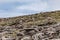 Mule Deer at Rocky Mountain National Park