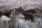 Mule Deer Between Sagebrush and Redrock at Zion National Park