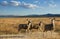 Mule deer in a scenic landscape