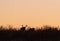 Mule Deer Silhouetted at Sunrise