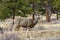 Mule Deer in Spring Pine Forest