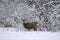 Mule Deer standing in winter landscape.