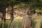 A mule deer stands watch in the evening.