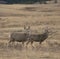 Mule deer together during the rut