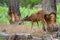 Mule deer and tree trunks gnawed by beaver, Zion Ntl