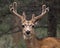 Mule deer with velvet antlers.