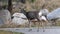 Mule Deer walking across a road