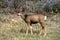Mule Deer in Waterton Canyon Colorado