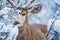 Mule Deer in Winter Forest