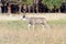 Mule deer in Yosemite