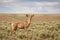 Mule Deer Young Buck In Colorado